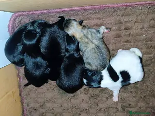 Pomerania perros POMERANIAS MACHOS Y HEMBRAS - Anuncio 16