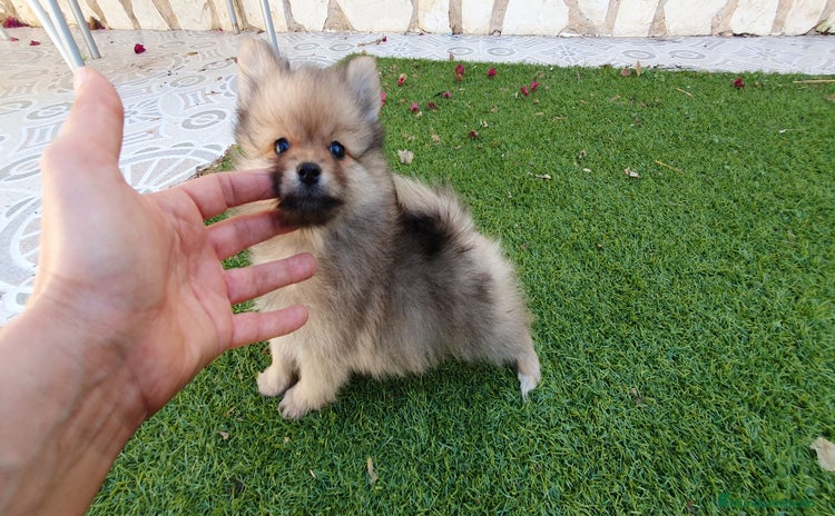 Pomerania perros - Anuncio 1