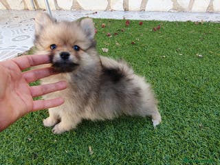 Pomerania perros Pomerania Toy - Anuncio 13