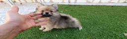Pomerania perros en venta: Pomerania Toy - Anuncio 1