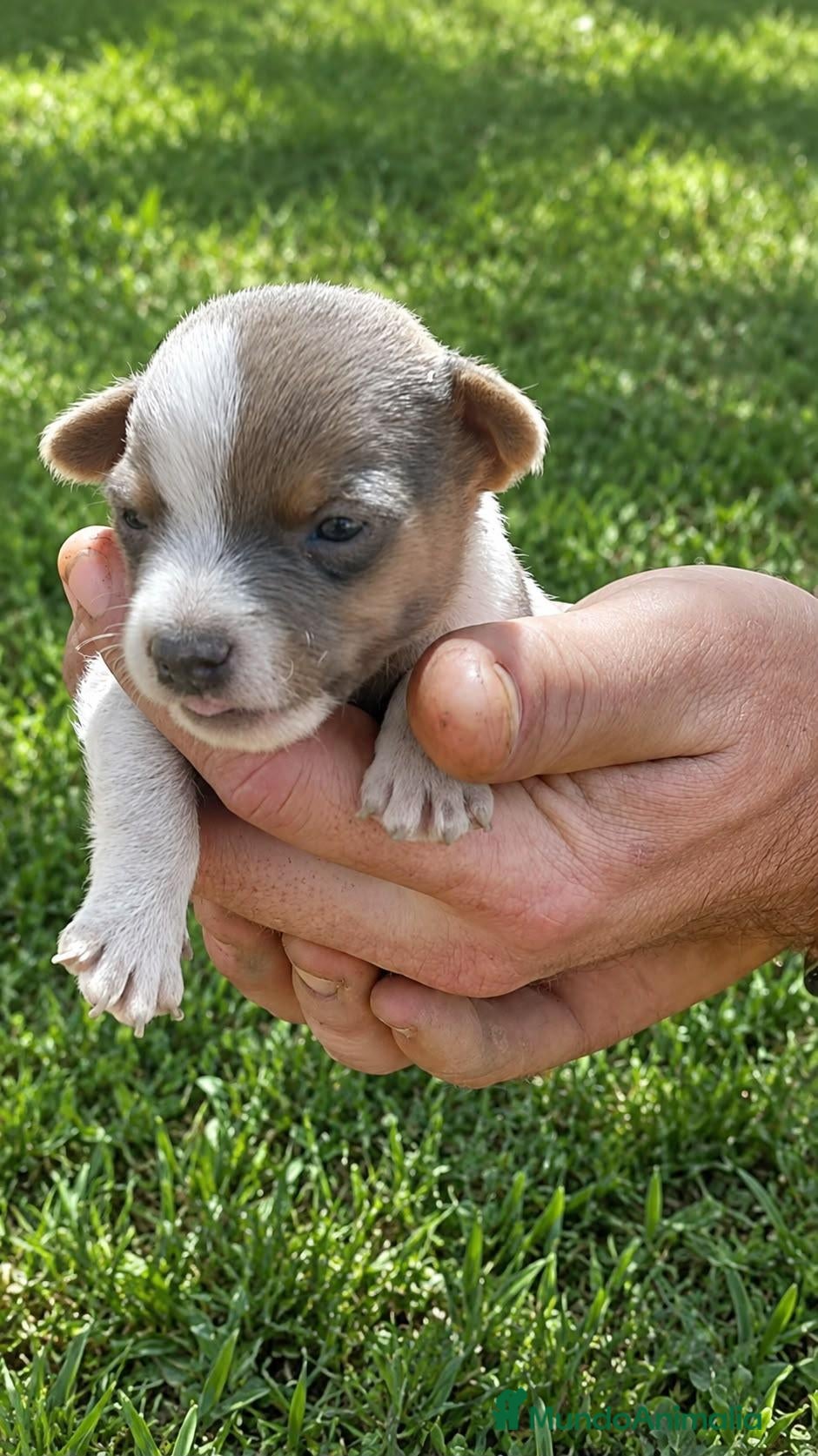 Jack Russell Terrier perros Jack Russell - Anuncio 3