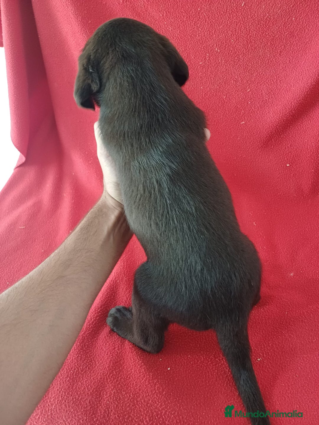 Labrador Retriever perros en venta: Labrador Retriever Chocolate  - Imagen 3