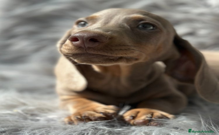 Teckel Miniatura perros - Anuncio 15