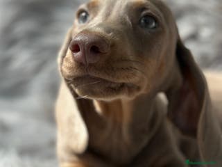 Teckel Miniatura perros TECKEL MINIATURA CAMADA DISPONIBLE - Anuncio 38