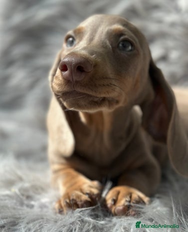 Teckel Miniatura perros - Anuncio 1