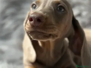 Teckel Miniatura perros TECKEL MINIATURA CAMADA DISPONIBLE - Anuncio 6