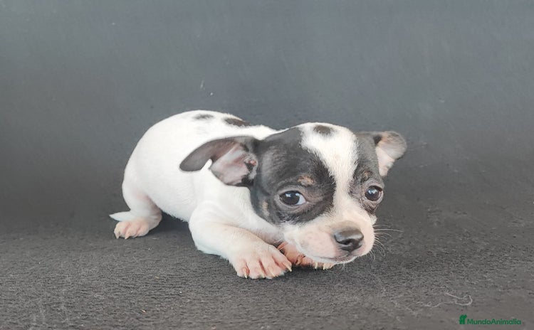 Chihuahua perros CHIHUAHUA   - Anuncio 3