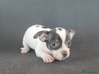 Chihuahua perros CHIHUAHUA - Anuncio 3