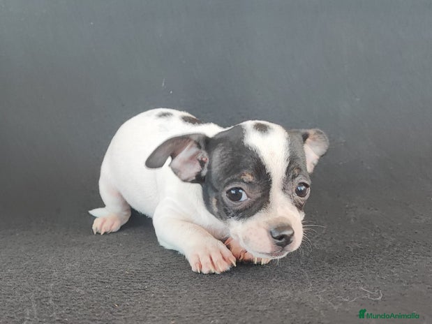 Chihuahua perros CHIHUAHUA - Anuncio 10