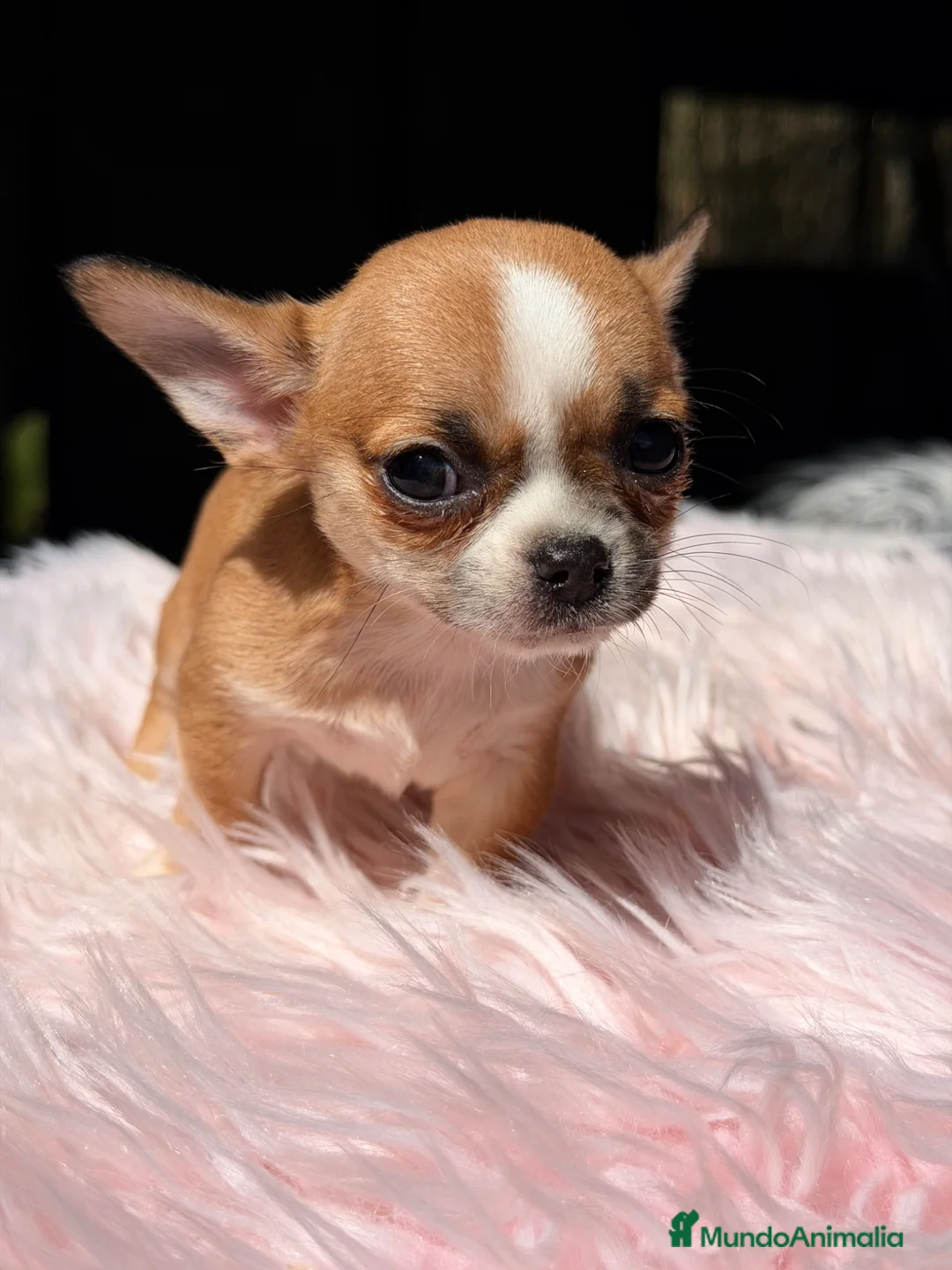 Chihuahua perros en venta: Chihuahua Minitoy  - Anuncio 2