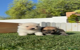 Pomerania perros en venta: POMERANIAS HEMBRAS - Imagen 5