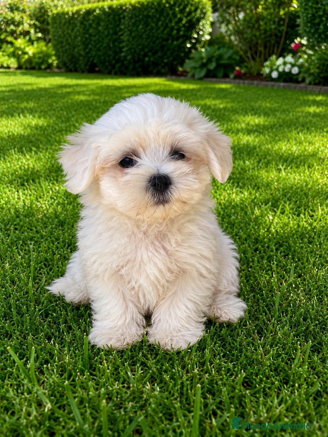 Bichón Maltés perros CACHORROS DE BICHON MALTÉS  - Anuncio 1