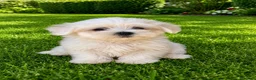 Bichón Maltés perros en venta: CACHORROS DE BICHON MALTÉS  - Anuncio 1