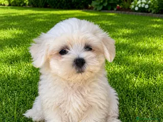 Bichón Maltés perros CACHORROS DE BICHON MALTÉS - Anuncio 1