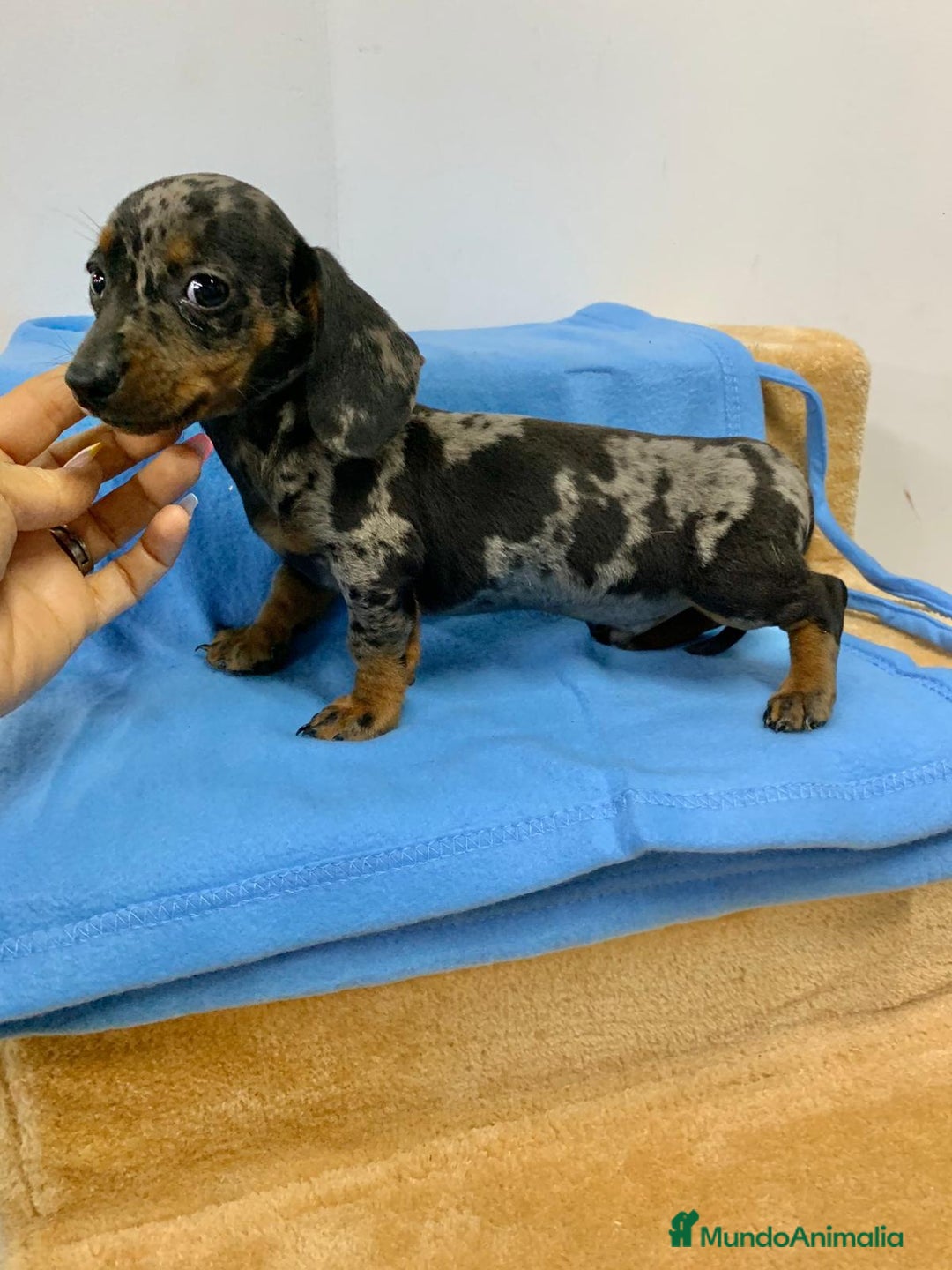 Teckel Miniatura perros en venta: Teckel miniatura  - Imagen 3