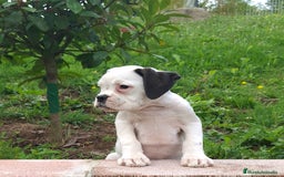 Boxer perros en venta: BOXER BLANCO - Imagen 4
