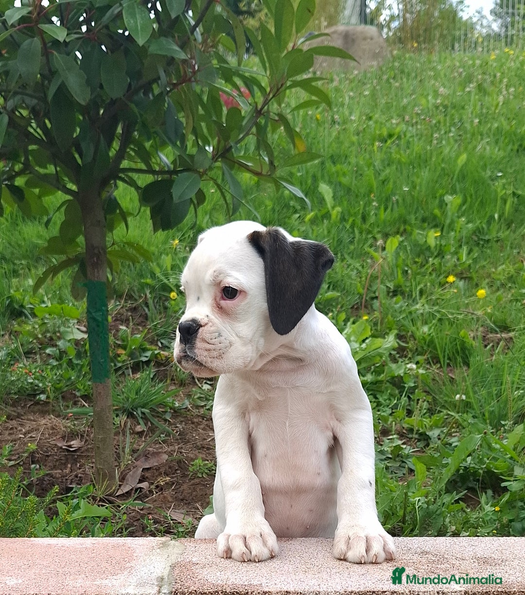 Boxer perros en venta: BOXER BLANCO - Imagen 4
