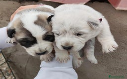 Mastín Español perros en venta: MASTÍN ESPAÑOL - Imagen 8