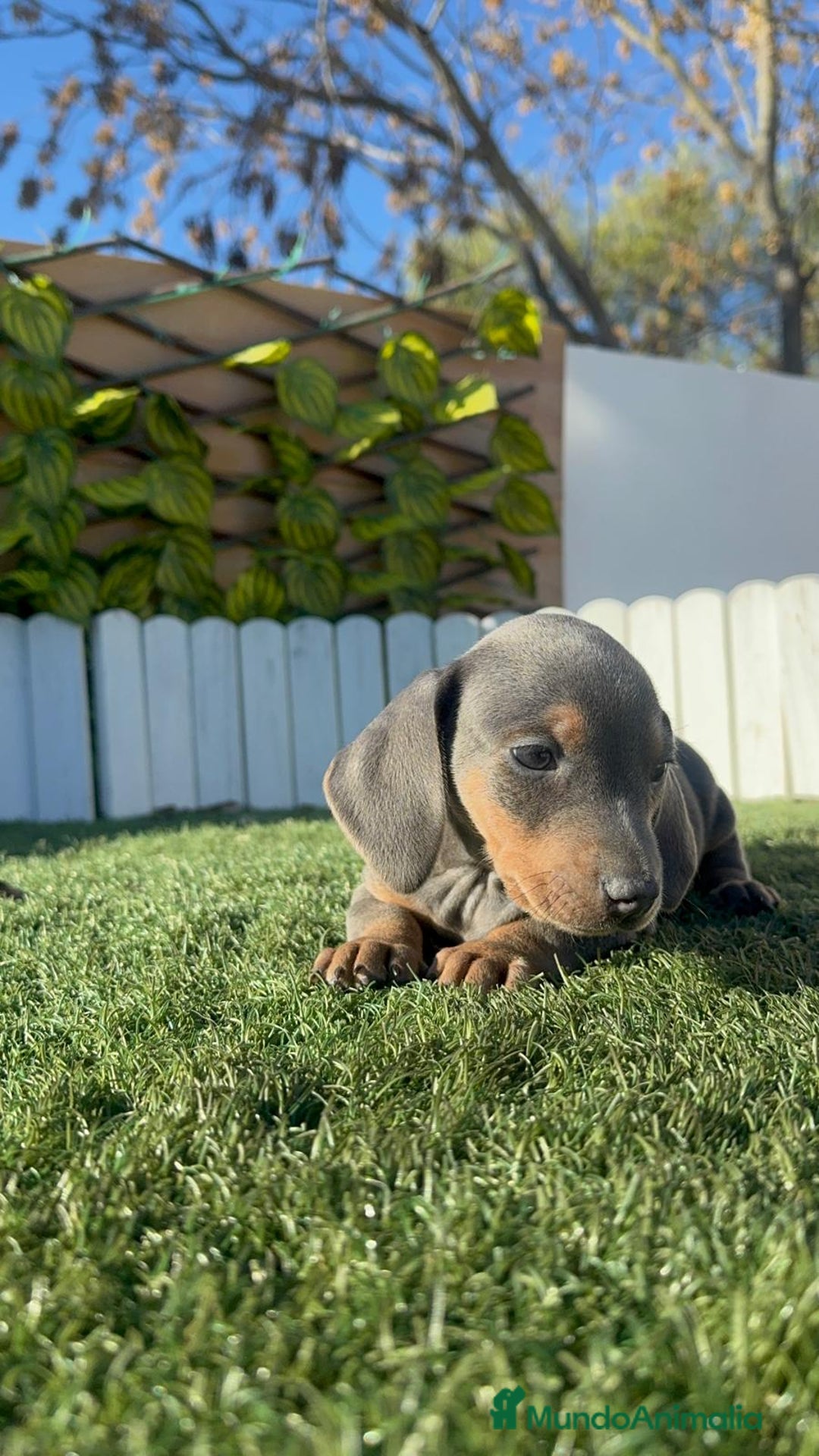 Teckel Miniatura perros en venta: TECKEL MINIATURA - Anuncio 11