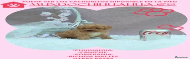 Caniche Toy Cachorro 8