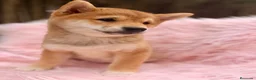 Shiba Inu perros en venta: Shiba Inu rojo y tricolor  - Anuncio 14