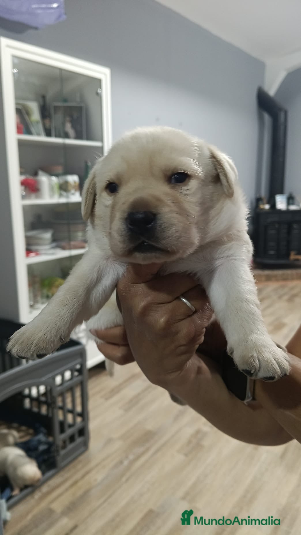 Labrador Retriever perros Labrador retriever disponibles🐾🐶🔥 - Anuncio 5