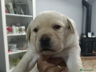 Labrador Retriever perros Labrador retriever disponibles🐾🐶🔥 - Anuncio 16