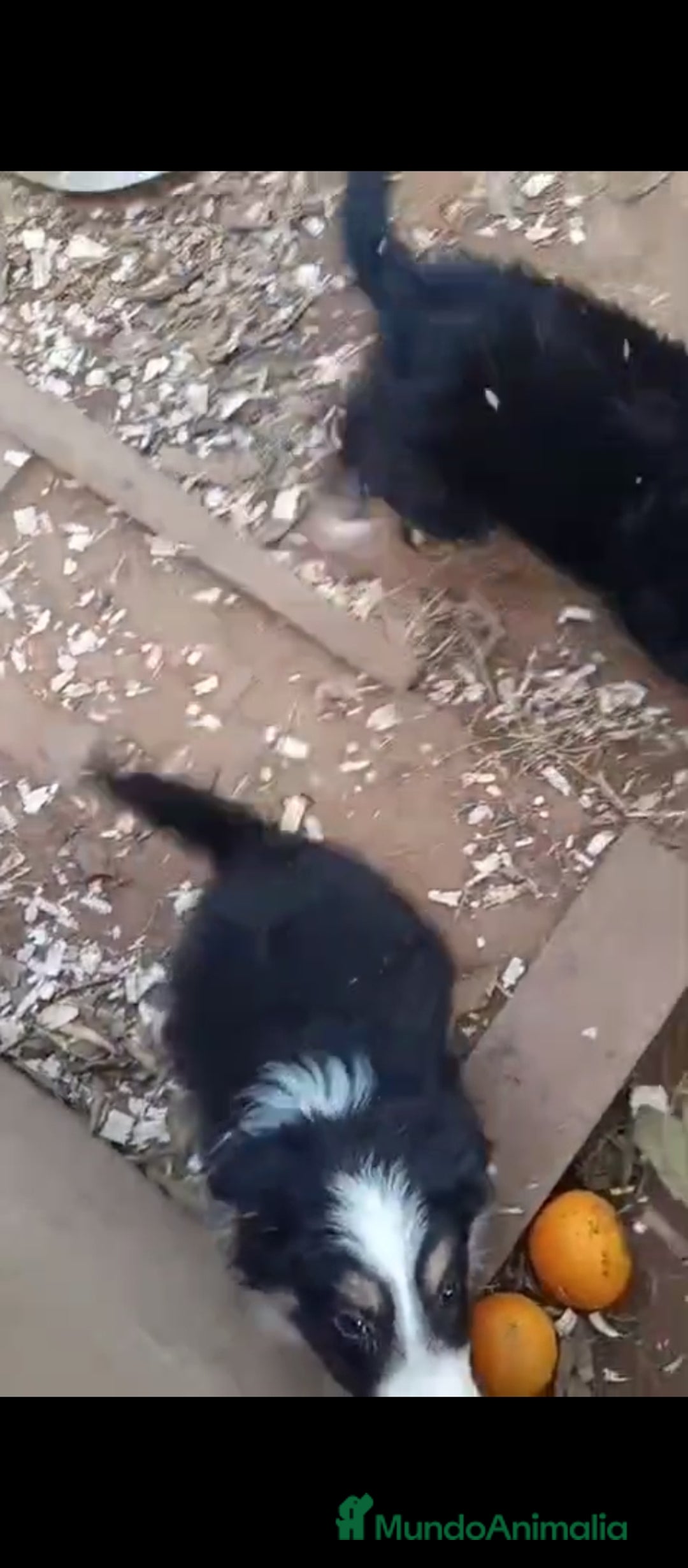 Border Collie perros en venta: Border collie  - Anuncio 3