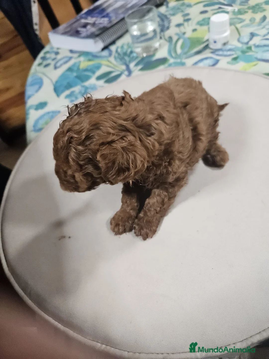 Caniche Toy perros en venta: Cachorrita de Caniche toy roja - Anuncio 4