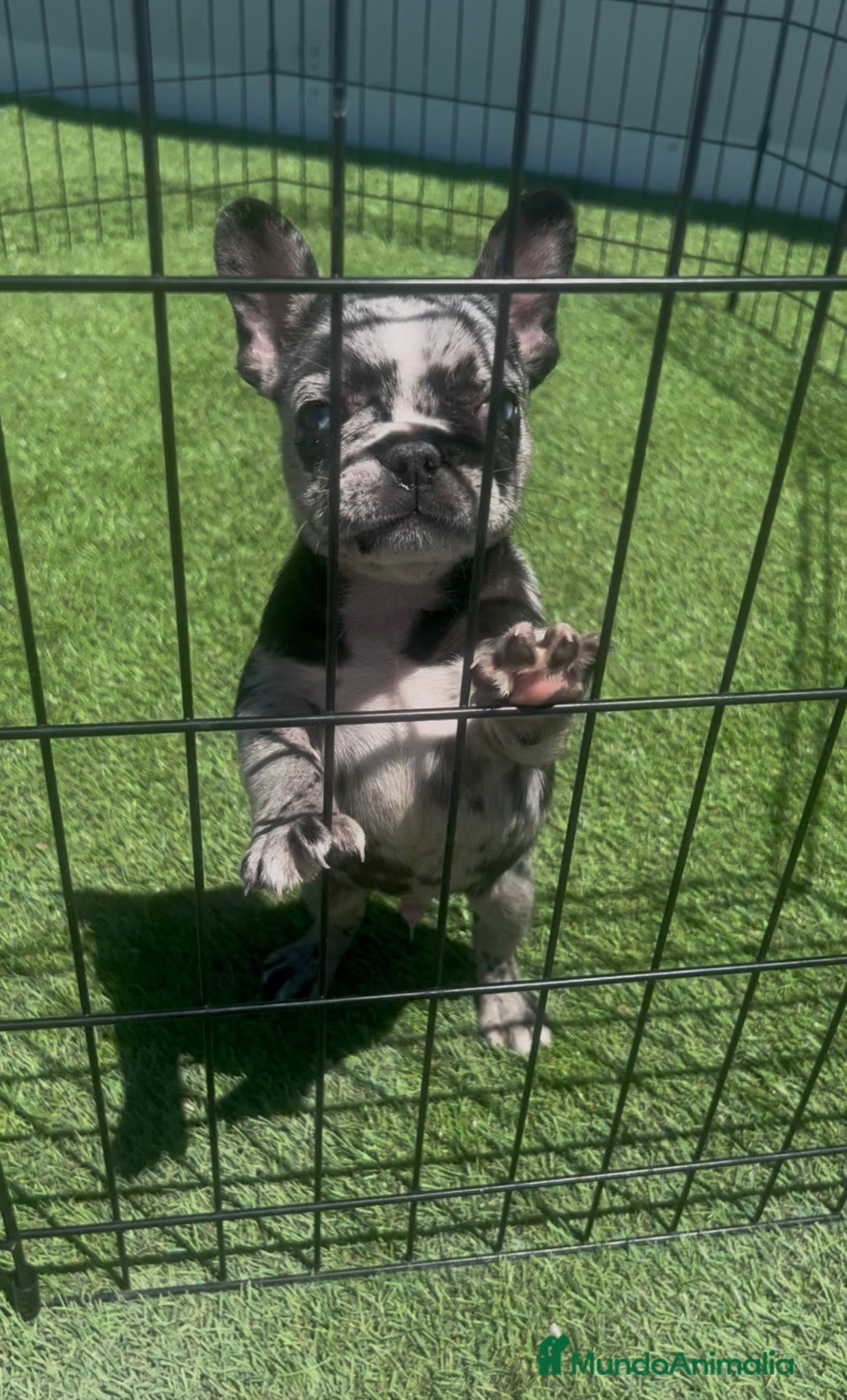 Bulldog Francés perros CACHORRO DE BULLDOG FRANCÉS MERLE  - Anuncio 2