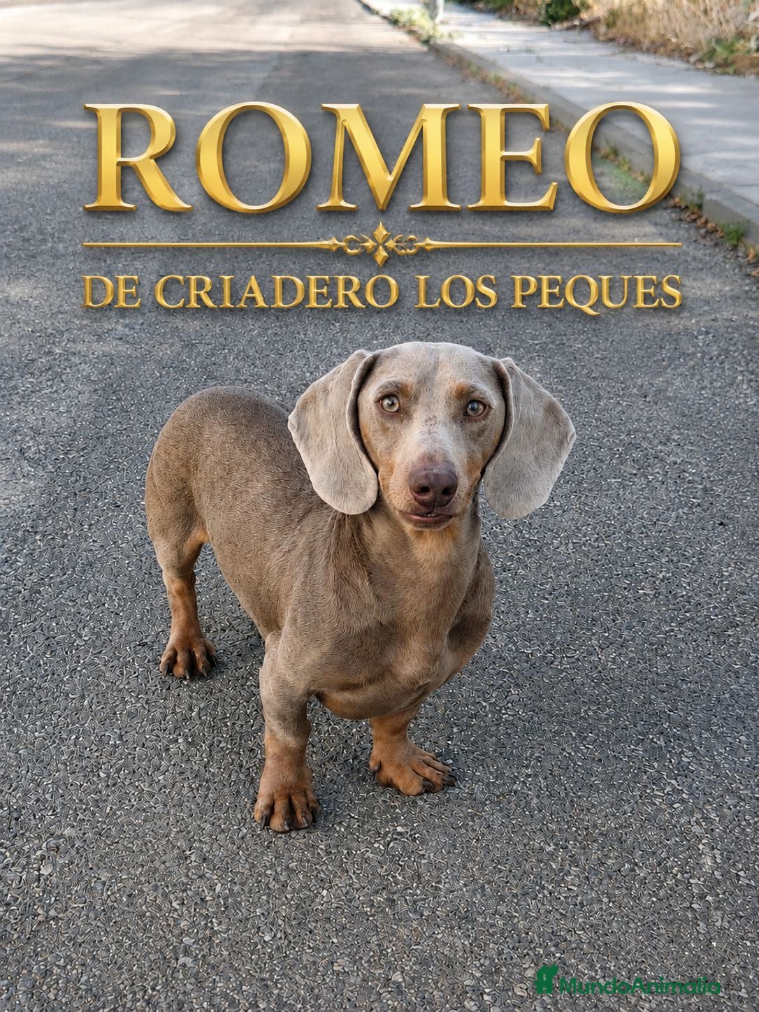 Teckel perros TECKEL ISABELLA - Anuncio 3