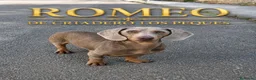 Teckel perros para monta: TECKEL ISABELLA - Anuncio 1