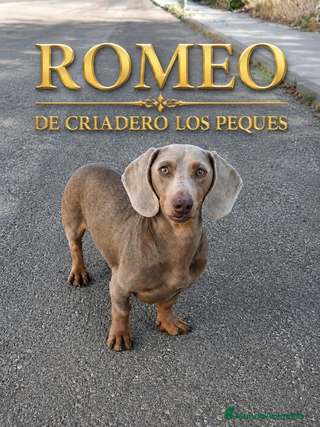 Teckel perros para monta: TECKEL ISABELLA - Anuncio 1