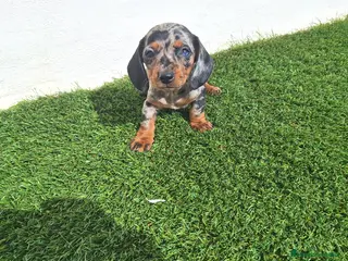 Teckel Miniatura perros TECKEL KANINCHEN & MINIATURA ARLEQUIN - Anuncio 26