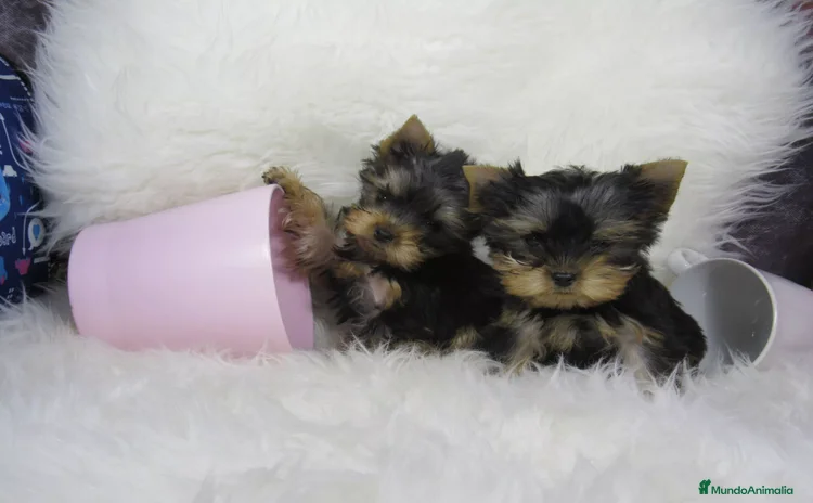 Yorkshire Terrier perros - Propaganda 3
