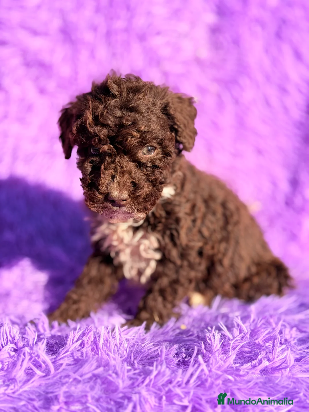 Perro de Agua Español perros en venta: Pdae hembra  - Anuncio 3