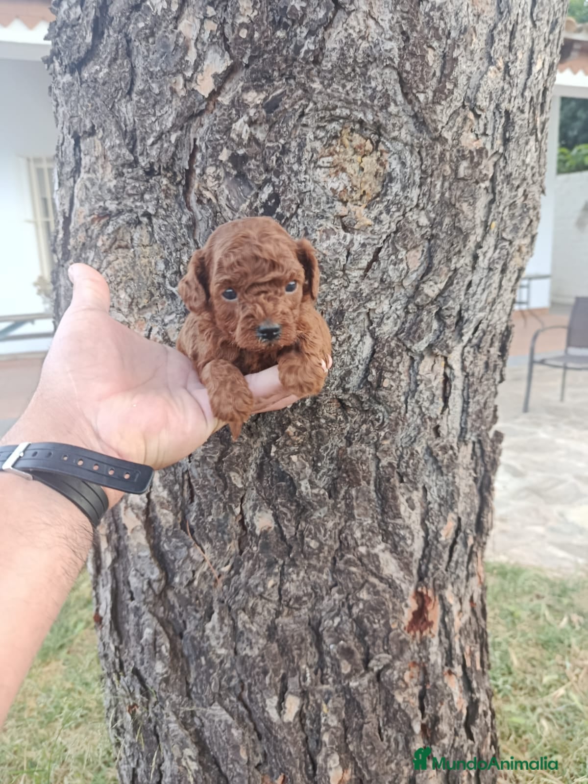 Caniche Toy perros PRECIOSOS CANICHE  ROJO LINEA ASIÁTICO   - Anuncio 3