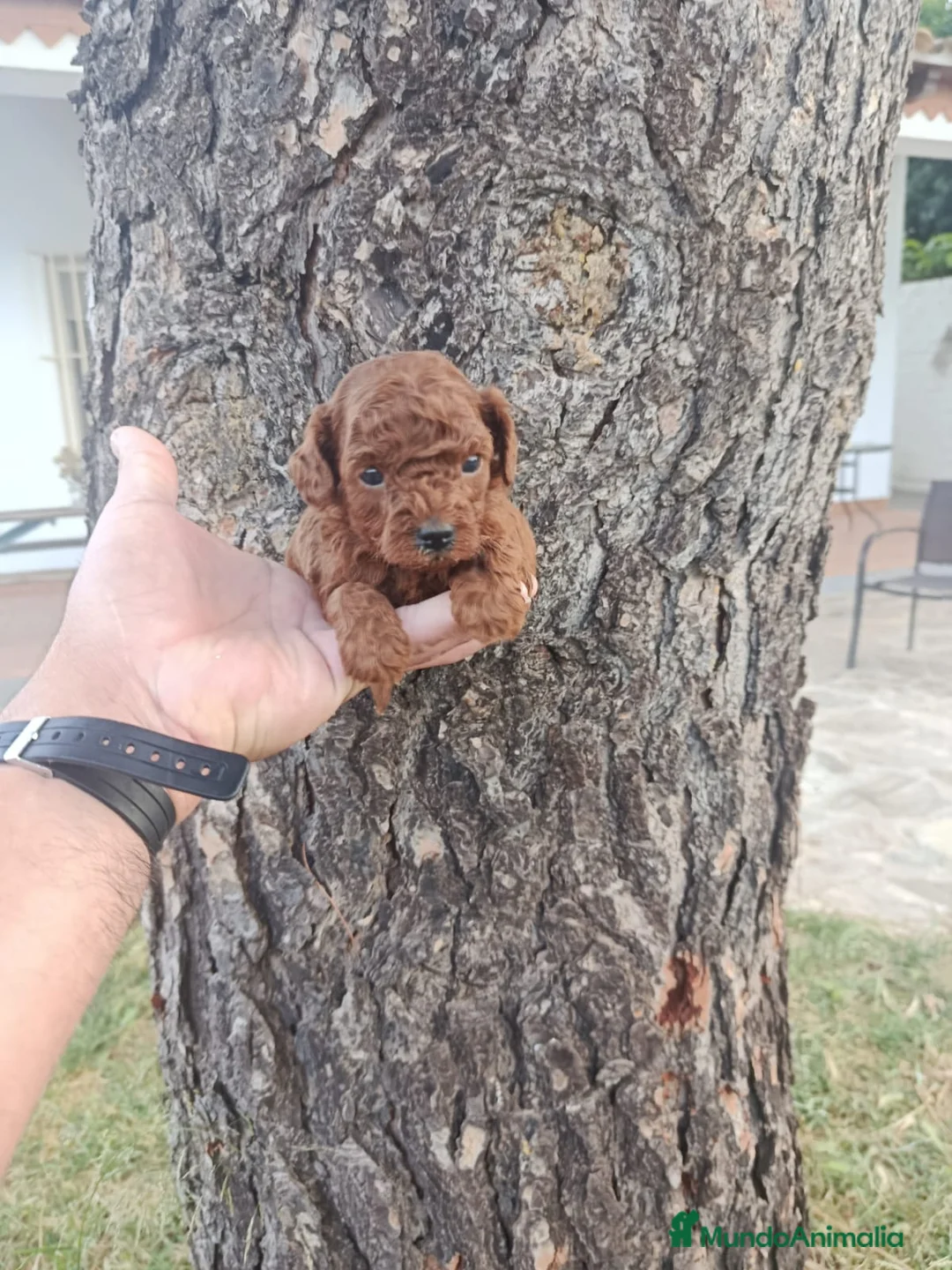 Caniche Toy perros en venta: PRECIOSOS CANICHE  ROJO LINEA ASIÁTICO   - Anuncio 1