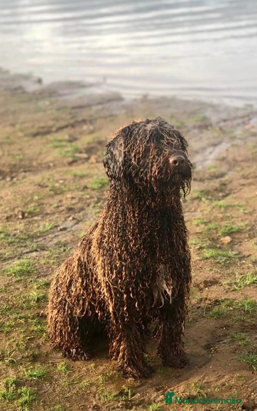 Perro de Agua Español perros en venta: Perro de Agua Español - Anuncio 6