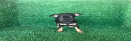 Chihuahua perros en venta: chihuahua - Anuncio 8
