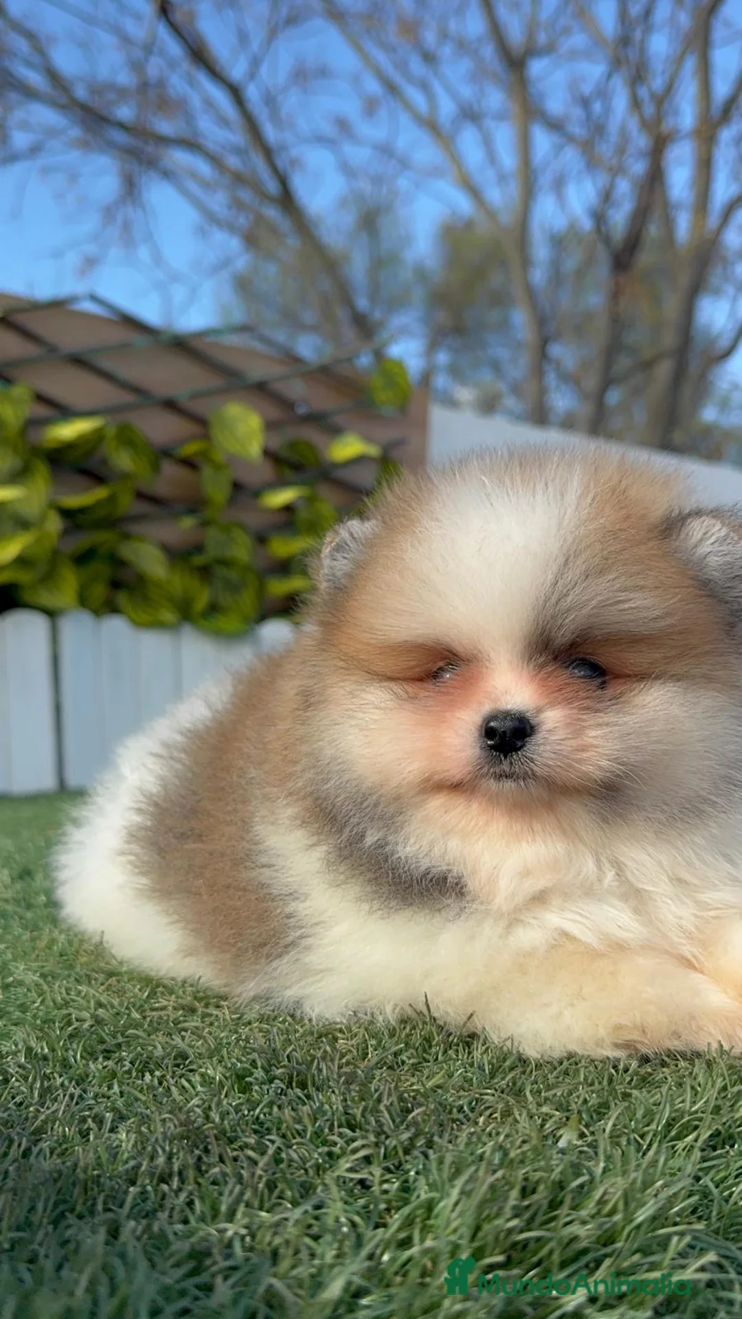 Pomerania perros en venta: POMERANIA MACHO - Anuncio 11
