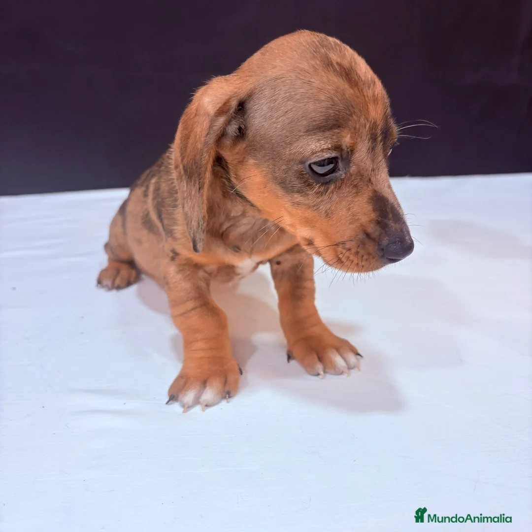 Teckel Miniatura perros en venta: Teckel Miniatura  - Anuncio 2
