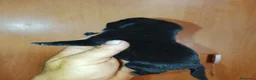 Carlino - Pug perros en venta: CARLINO NEGRO AZABACHE - Anuncio 10