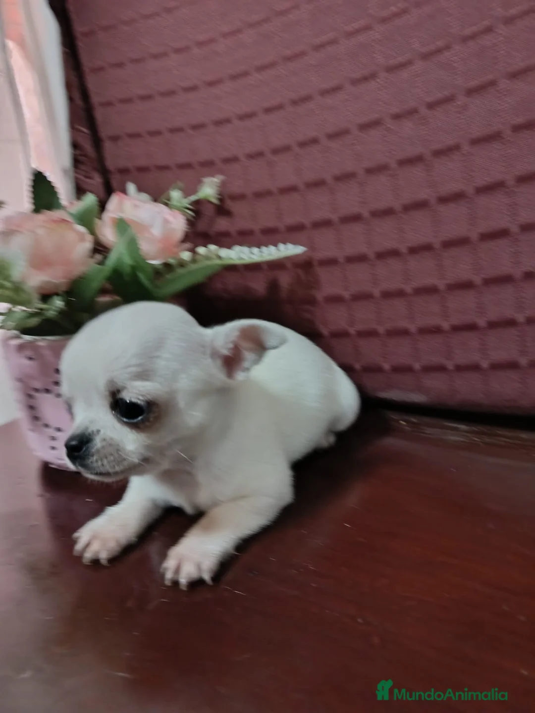 Chihuahua perros en venta: Chihuahua Toy cabeza manzana  - Anuncio 4