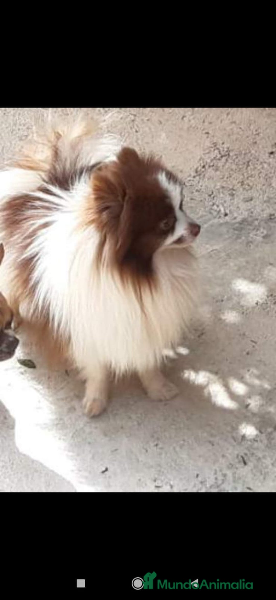 Pomchi perros en venta: Pomchi macho chocolate y blanco  - Imagen 7