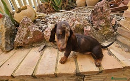 Teckel perros en venta: Precioso teckel chocolate  - Imagen 4
