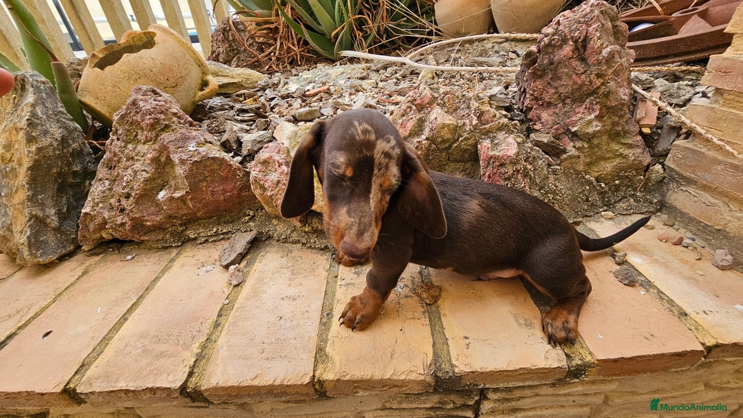 Teckel perros en venta: Precioso teckel chocolate  - Imagen 4
