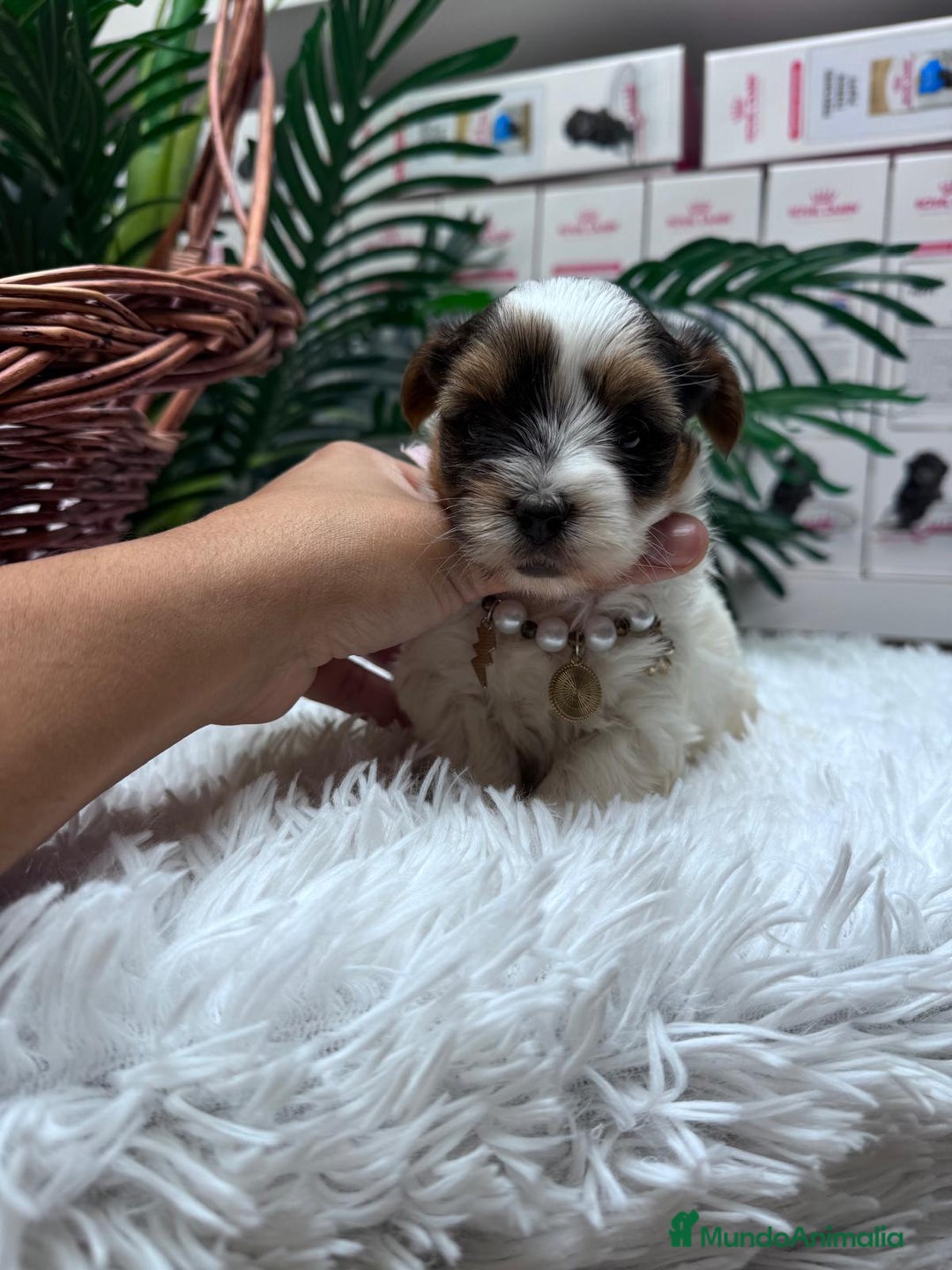 Yorkshire Terrier perros en venta: YORKSHIRE BIEWER - Anuncio 6