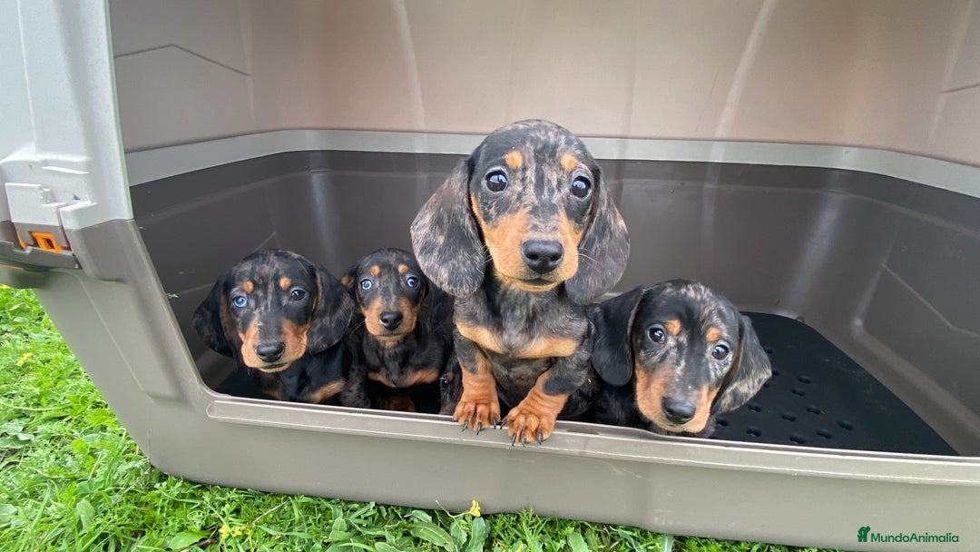 Teckel Miniatura perros en venta: Teckel miniatura arlequín plata  en Madrid - Imagen 1