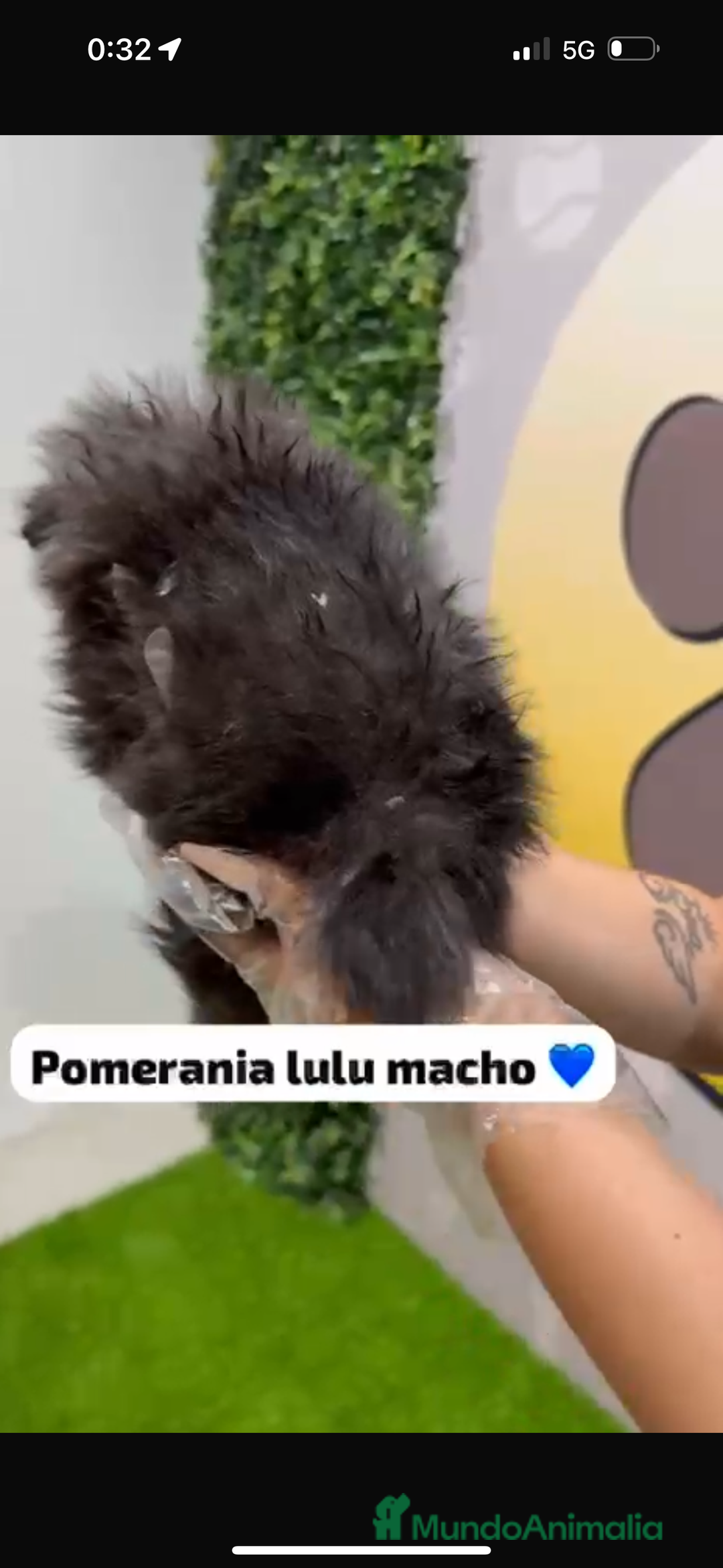 Pomerania perros en venta: Pomerania lulu macho - Imagen 4